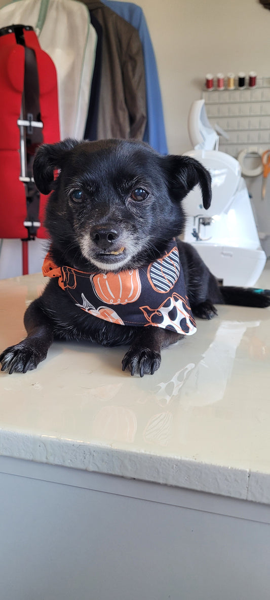 Dog Bandana