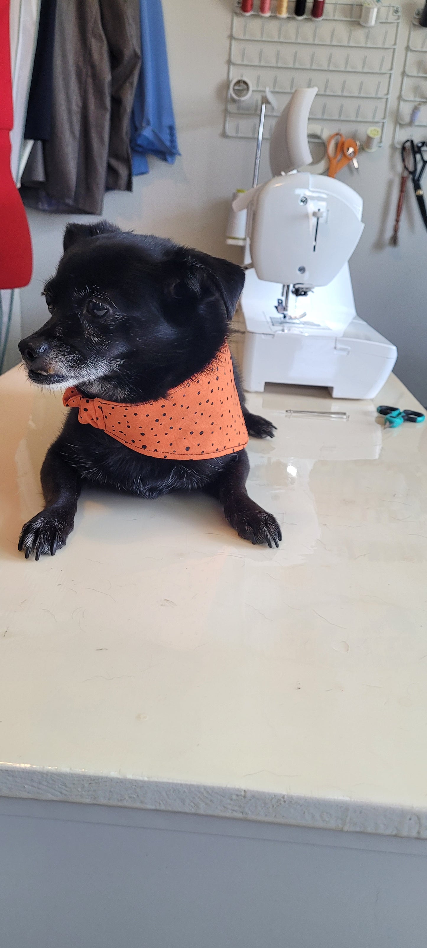 Dog Bandana